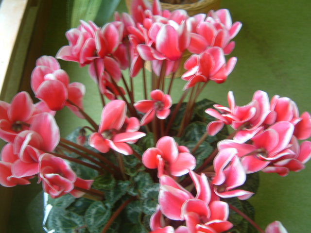 c0011649_562870.jpg