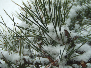 f0041606_2010541.jpg