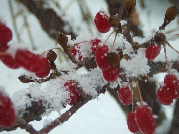 f0041606_20111890.jpg
