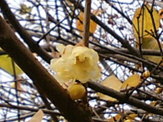 e0026017_05479.jpg