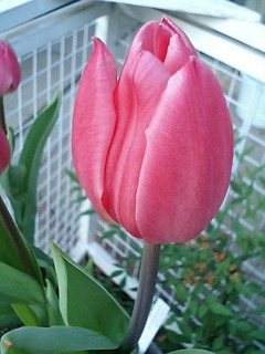 e0026017_081543.jpg