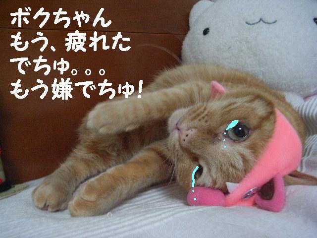 d0081025_1631361.jpg