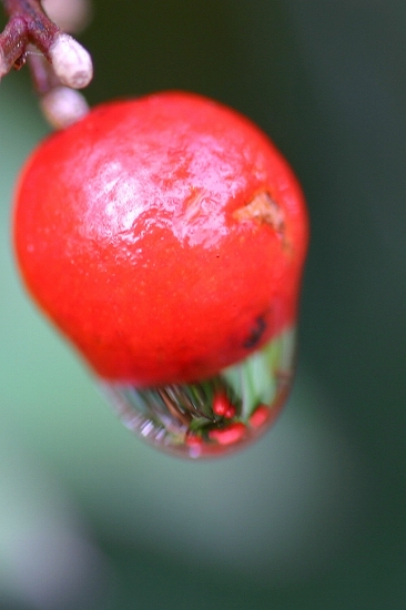 d0102968_801166.jpg