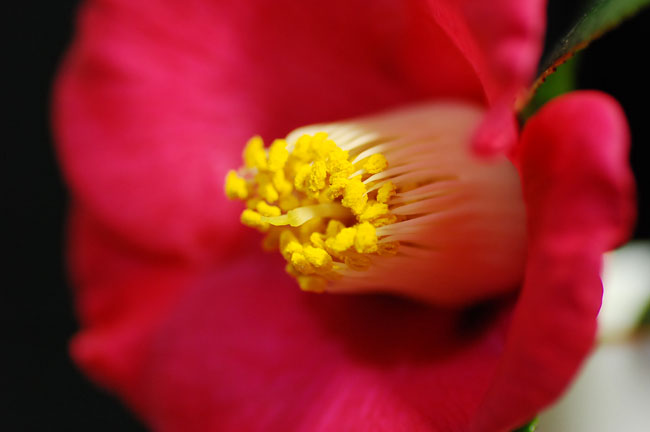 c0009981_645613.jpg