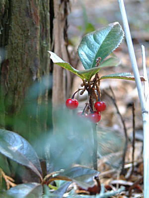 d0034988_21182534.jpg