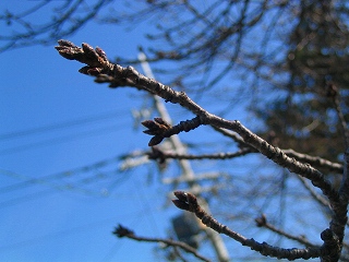 d0088332_1595555.jpg