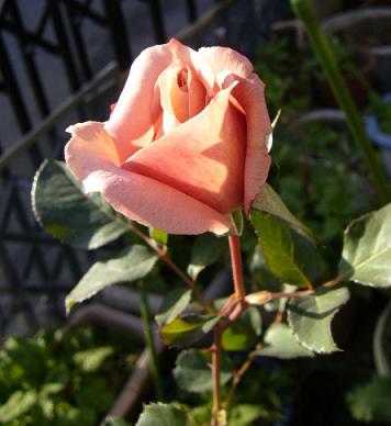 e0063270_22481391.jpg