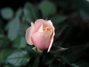 b0031925_8124282.jpg