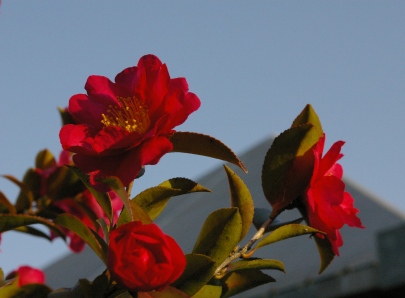 e0086642_17353174.jpg