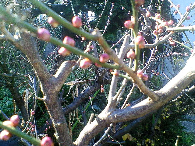 b0021251_122643100.jpg