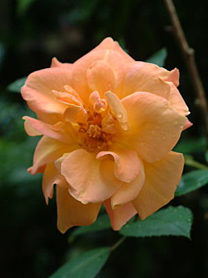 d0034988_2215760.jpg