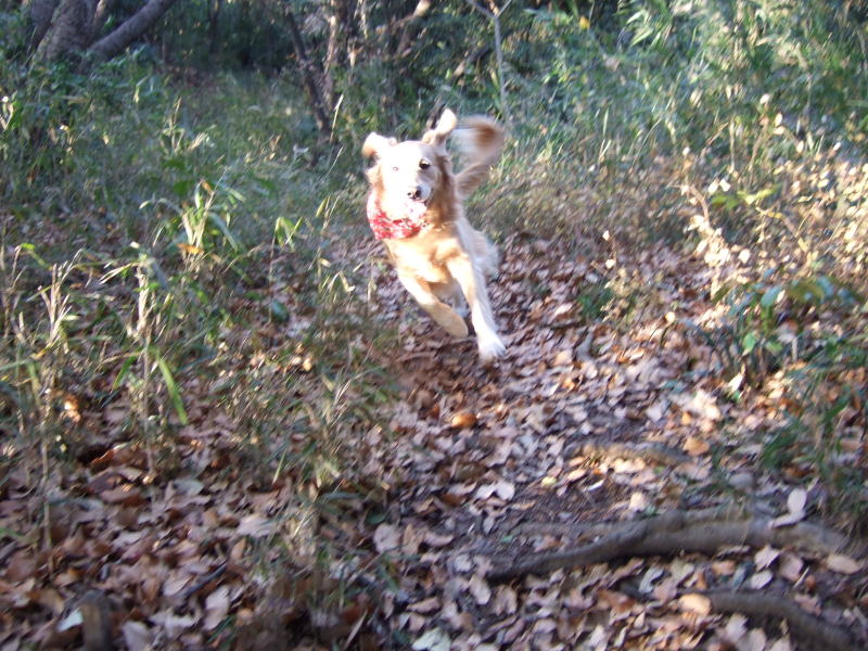 c0104492_1836428.jpg