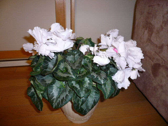 e0028401_14542066.jpg