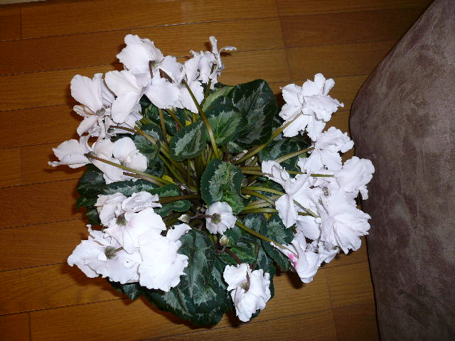 e0028401_14543122.jpg