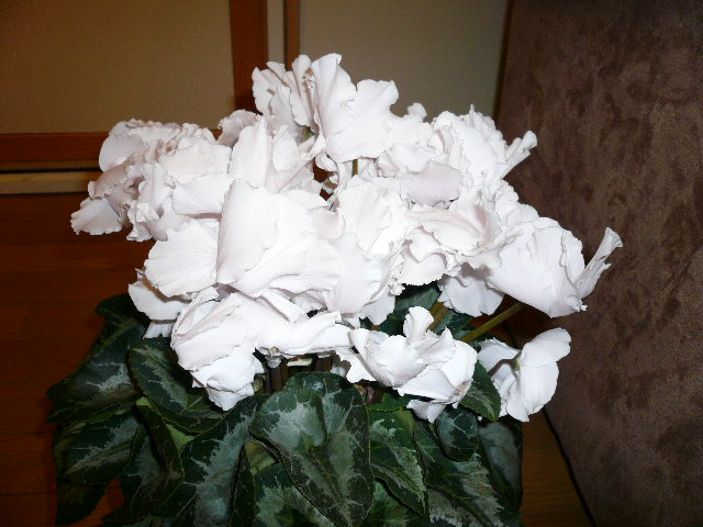 e0028401_1454418.jpg