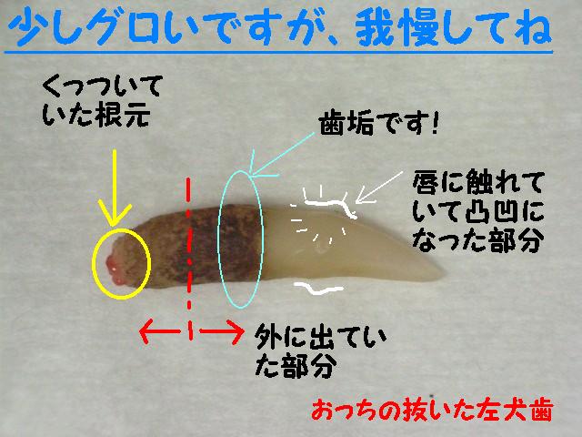 d0081025_19221199.jpg