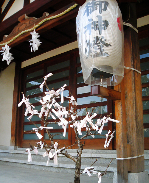 社務所の入り口。入り口前に置かれた植木にまで、おみくじが巻きつけられています。