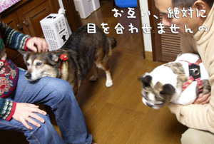 e0008833_151121.jpg