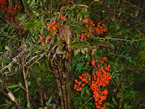 a0054240_2343332.jpg