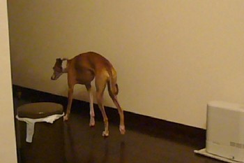 b0069169_1512145.jpg