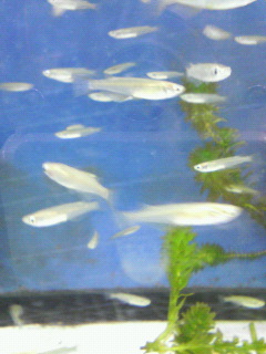 c0082785_611323.jpg