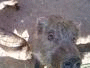 a0055387_23381676.gif