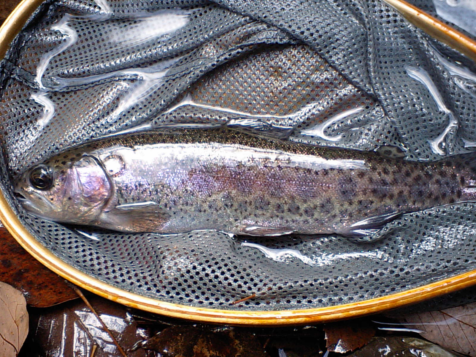 b0092694_11423118.jpg