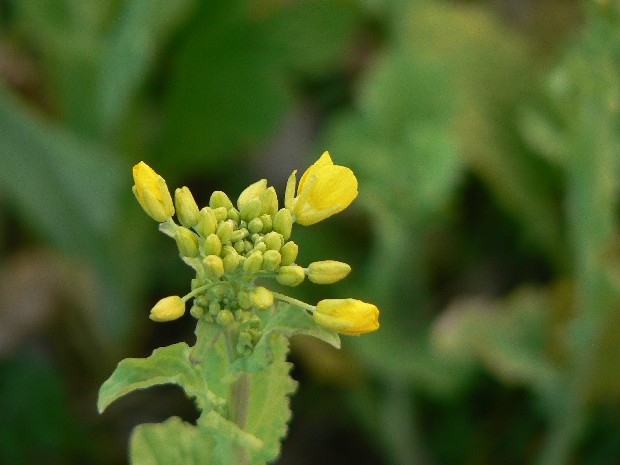 e0083238_2142036.jpg