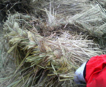 f0088647_15203319.jpg