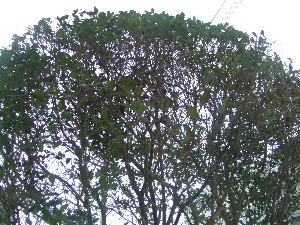 f0041606_18595714.jpg