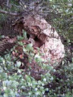 c0083518_1446346.jpg