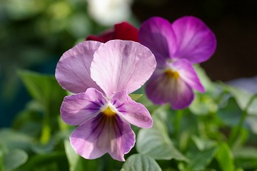 c0093830_10375366.jpg