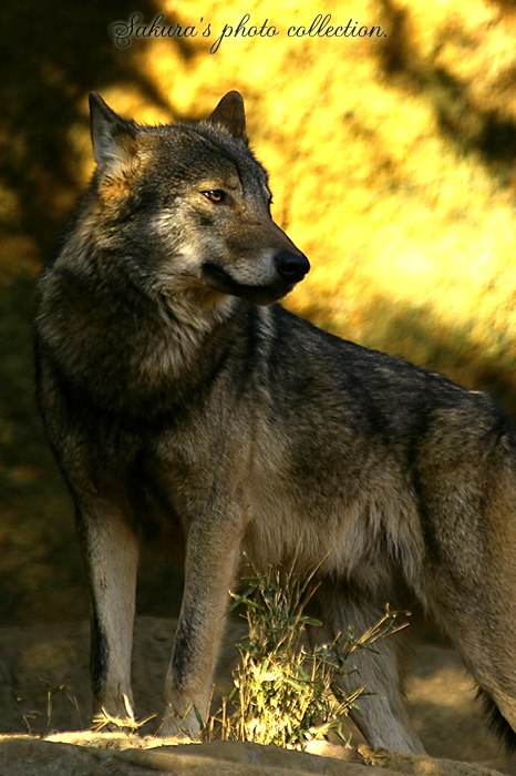 c0052787_118760.jpg