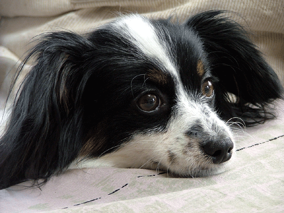 d0069235_21584973.gif