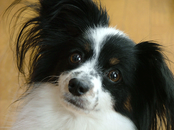 d0069235_2222745.gif