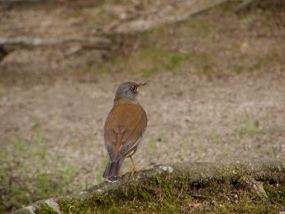f0124451_754168.jpg