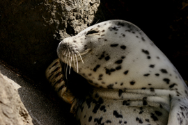 e0080452_2045257.jpg