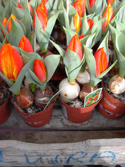 f0032969_246405.jpg