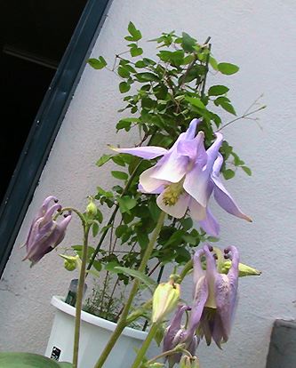 c0016987_18254147.jpg