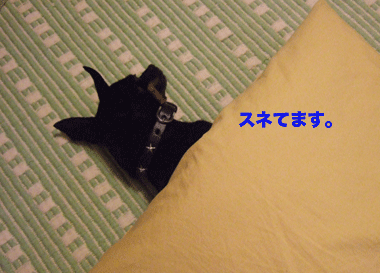 c0012571_138279.gif