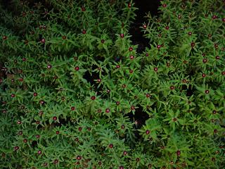 c0069389_17392578.jpg