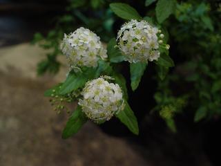 c0069389_17394051.jpg