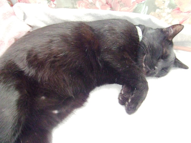 c0062603_14323782.jpg
