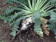 c0052304_693059.jpg