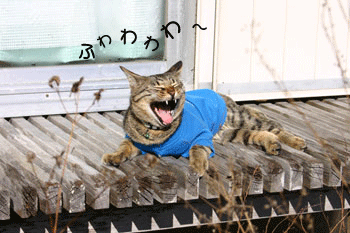 a0041108_2111416.gif