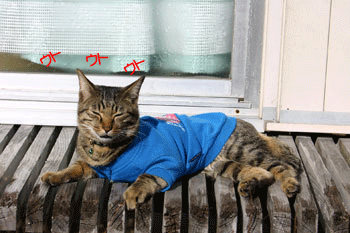 a0041108_2133998.gif