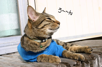 a0041108_2172233.gif