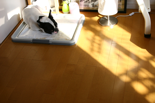 c0029654_21123325.jpg