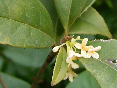 e0047361_02742.jpg