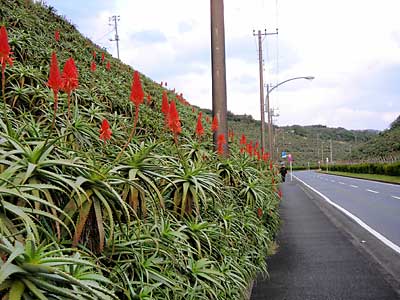 e0097770_2212546.jpg